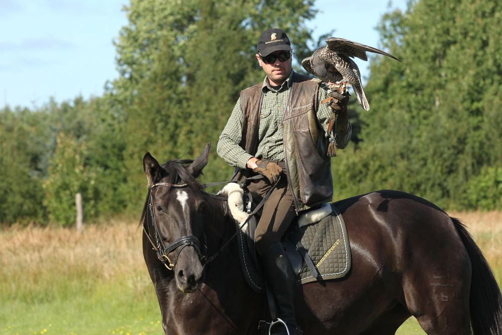 Falkoner til hest med en falk på handsken