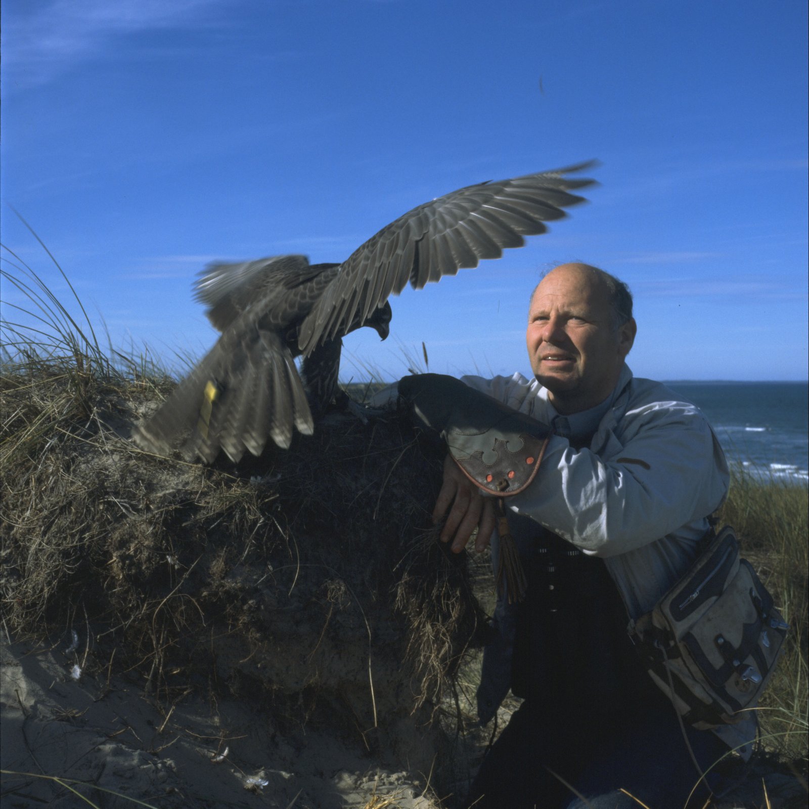 Frank Wenzel med en jagtfalk på handsken ved havet.
