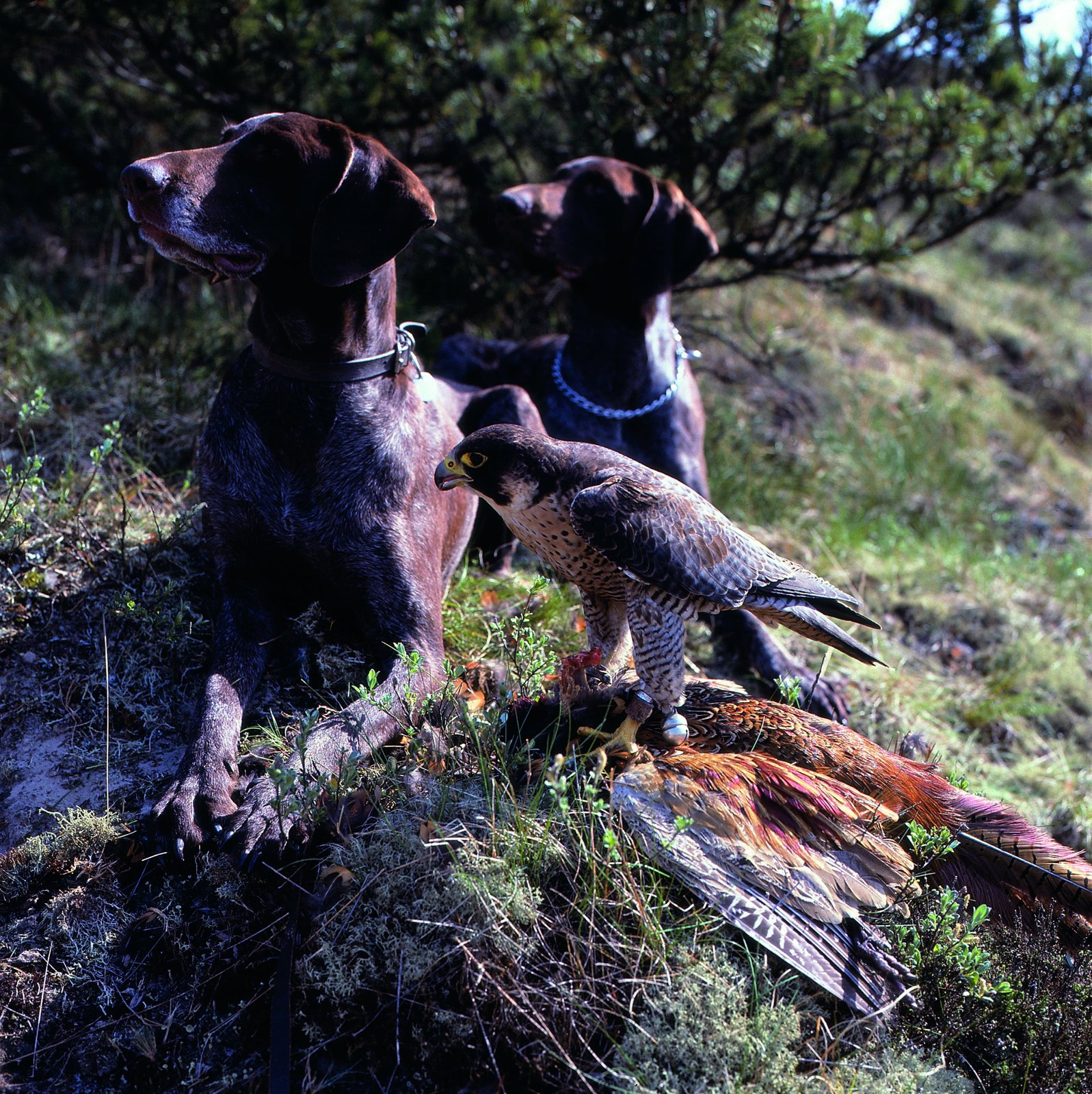Vandrefalk og stående hunde – et klassisk jagthold.