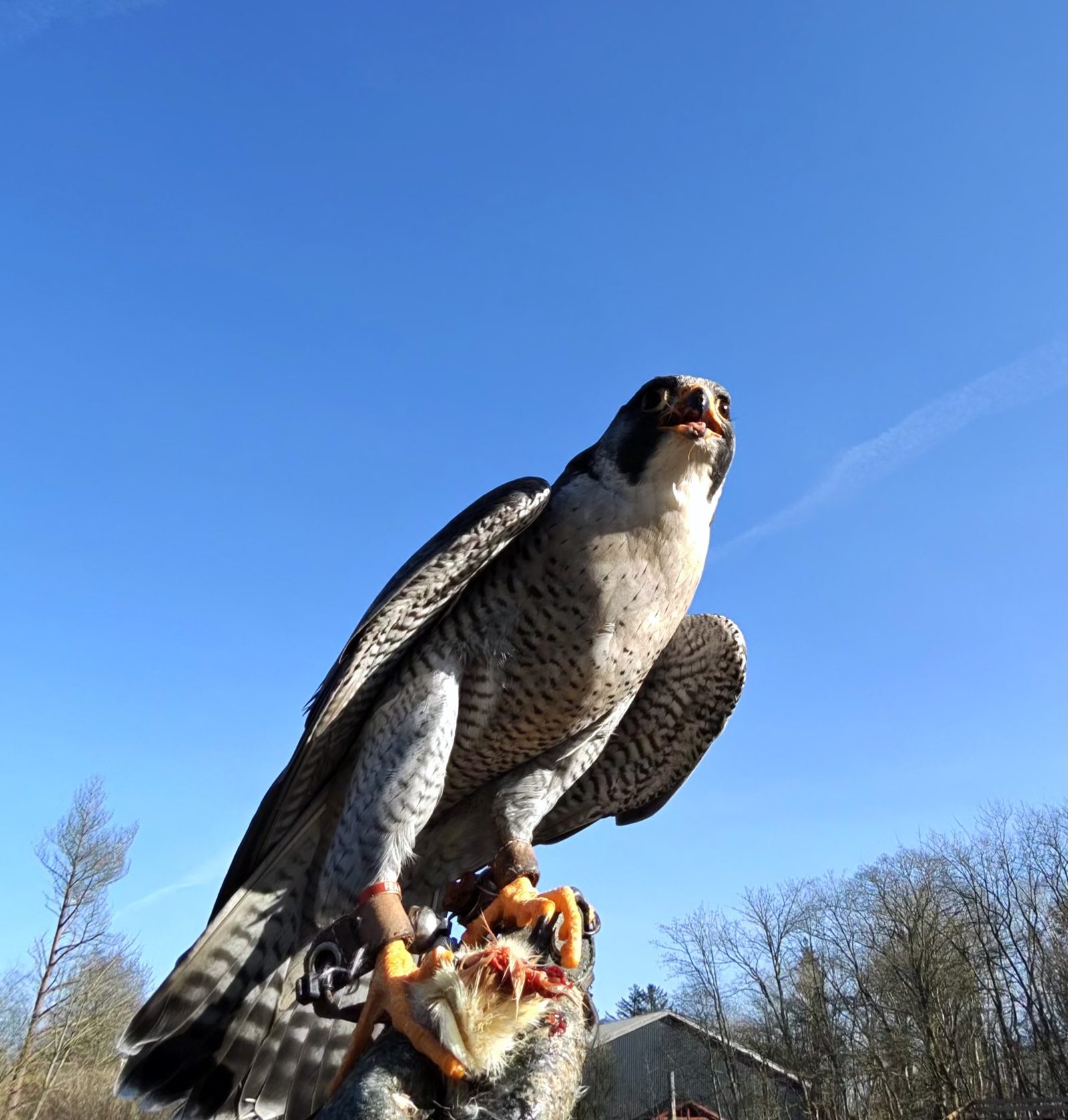 Vandrefalk på falkonerhandske mod blå himmel
