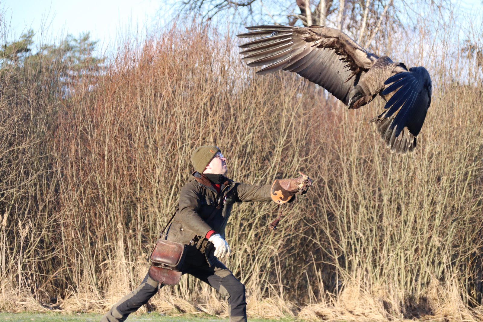 Molina flyver til handsken
