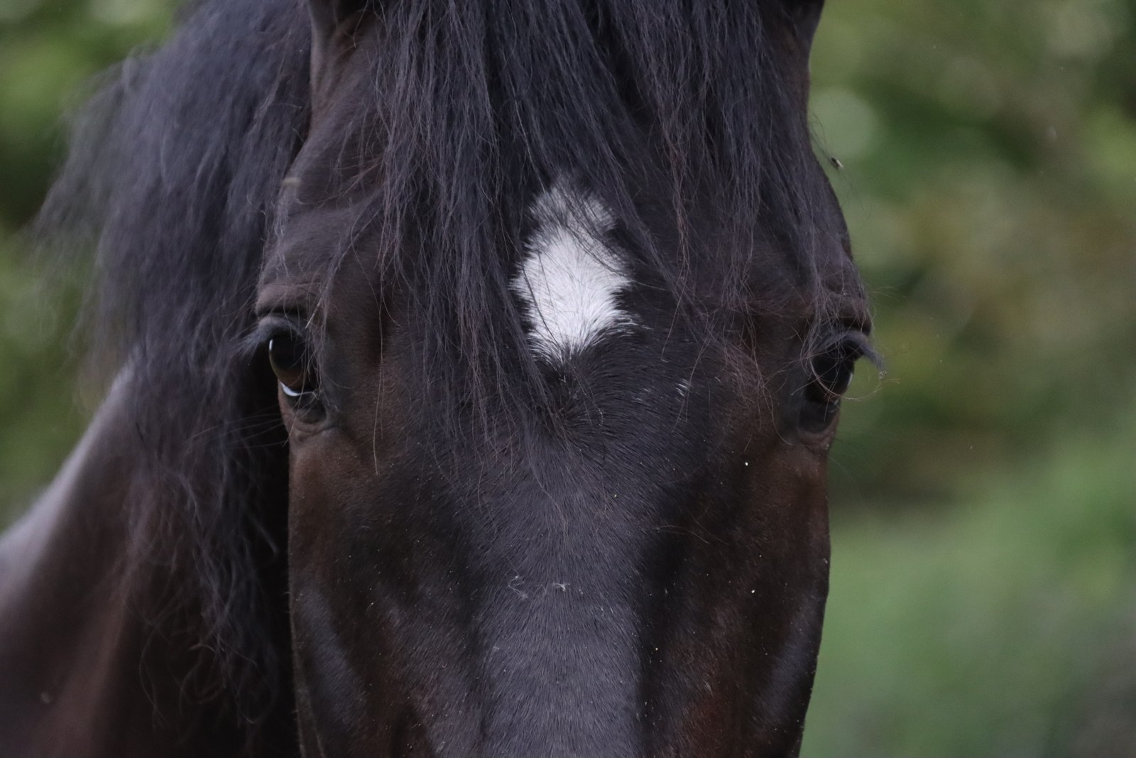Maximus, vores andalusier