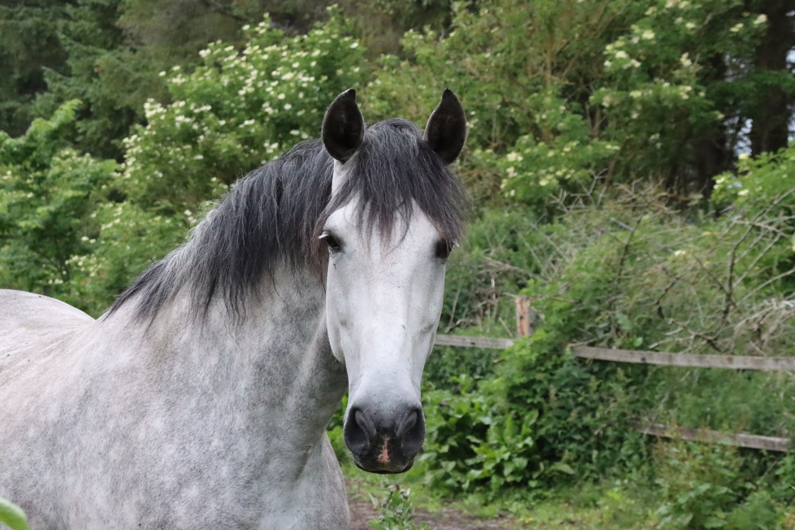 Apollon, our Andalusian