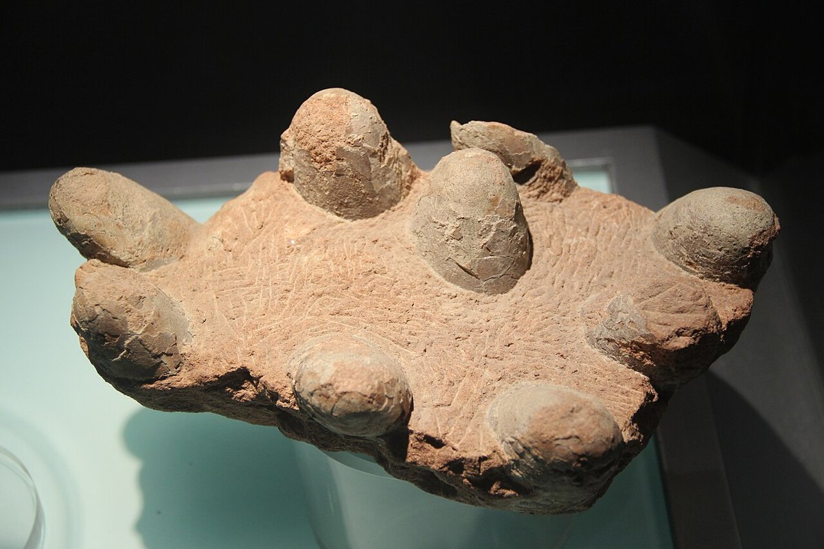Fossile dinosauræg (troodontid), Kina. Foto: Gary Todd / Wikimedia Commons, CC0
