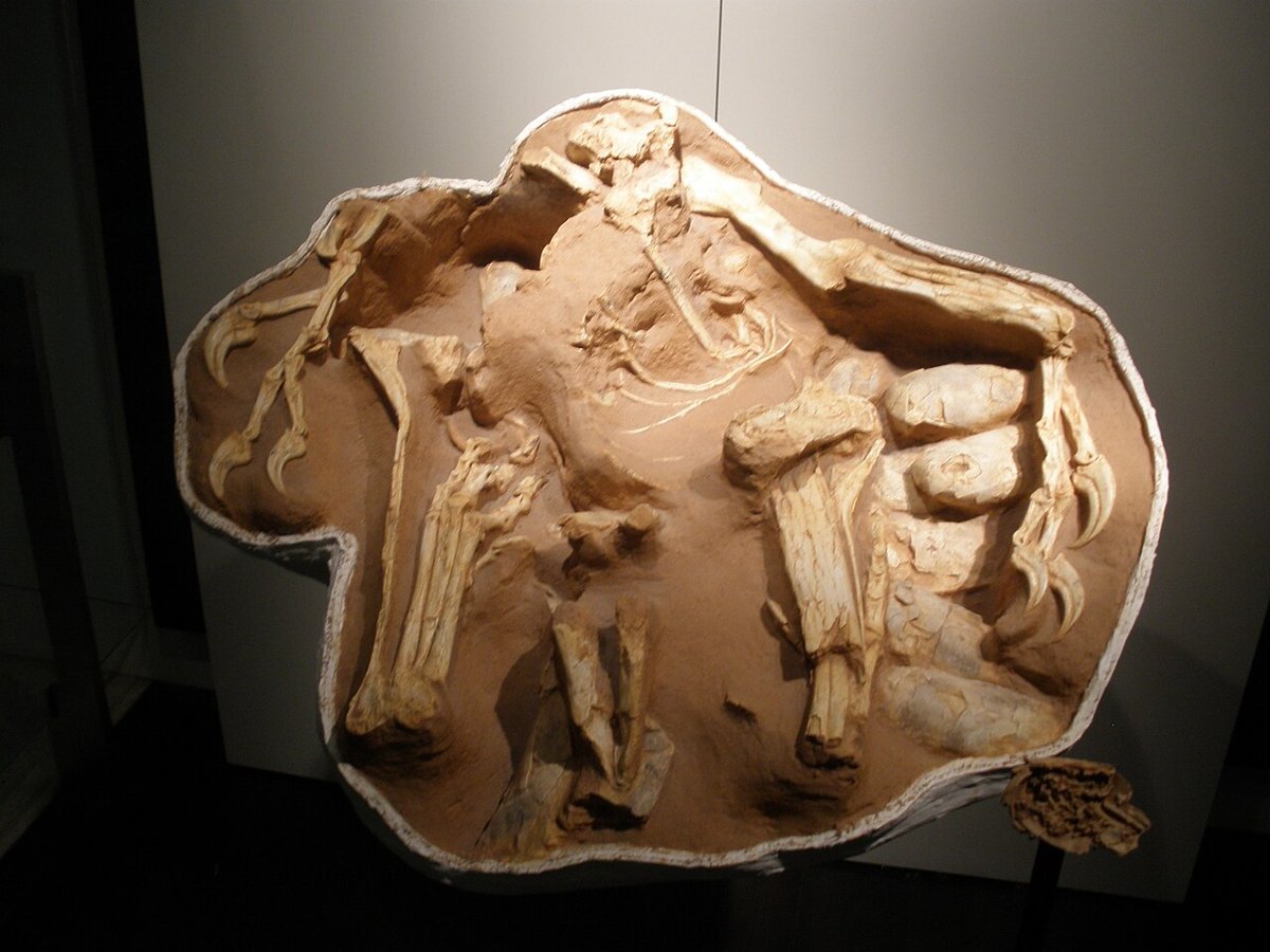 Fossil af en oviraptoride (Citipati, IGM 100/979), der ligger på sine æg som en rugende fugl (Norell m.fl., Nature 1995). Foto: Ghedoghedo, public domain
