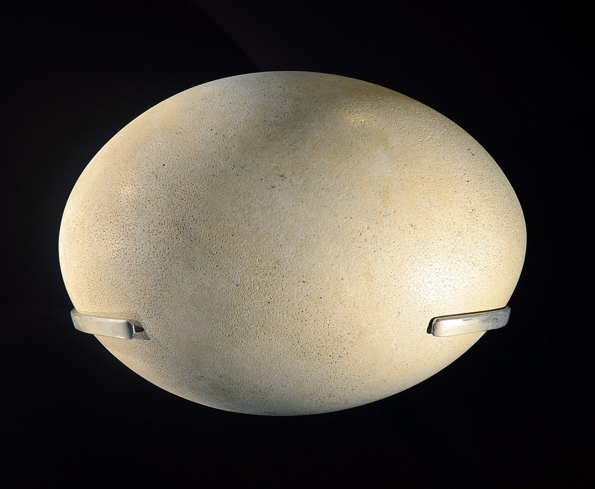 Æg af den uddøde elefantfugl fra Madagaskar, Muséum national d’Histoire naturelle, Paris. Med omkring 9 kg er det det største fugleæg, vi kender (Stoddard, Current Biology 2022). Foto: Vassil, CC0