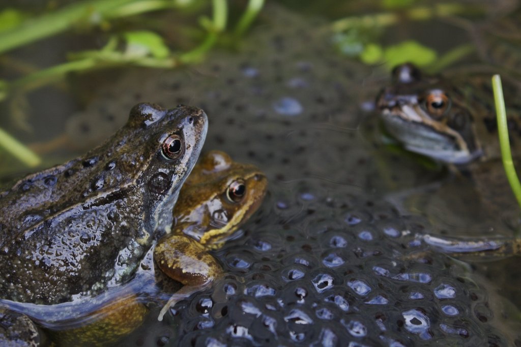 Butsnudet frø med frøæg i en havedam, London. Paddeæg har ingen skal og er derfor bundet til vand eller fugtige steder (OpenStax Biology 2e). Foto: Thomas Brown, CC BY 2.0