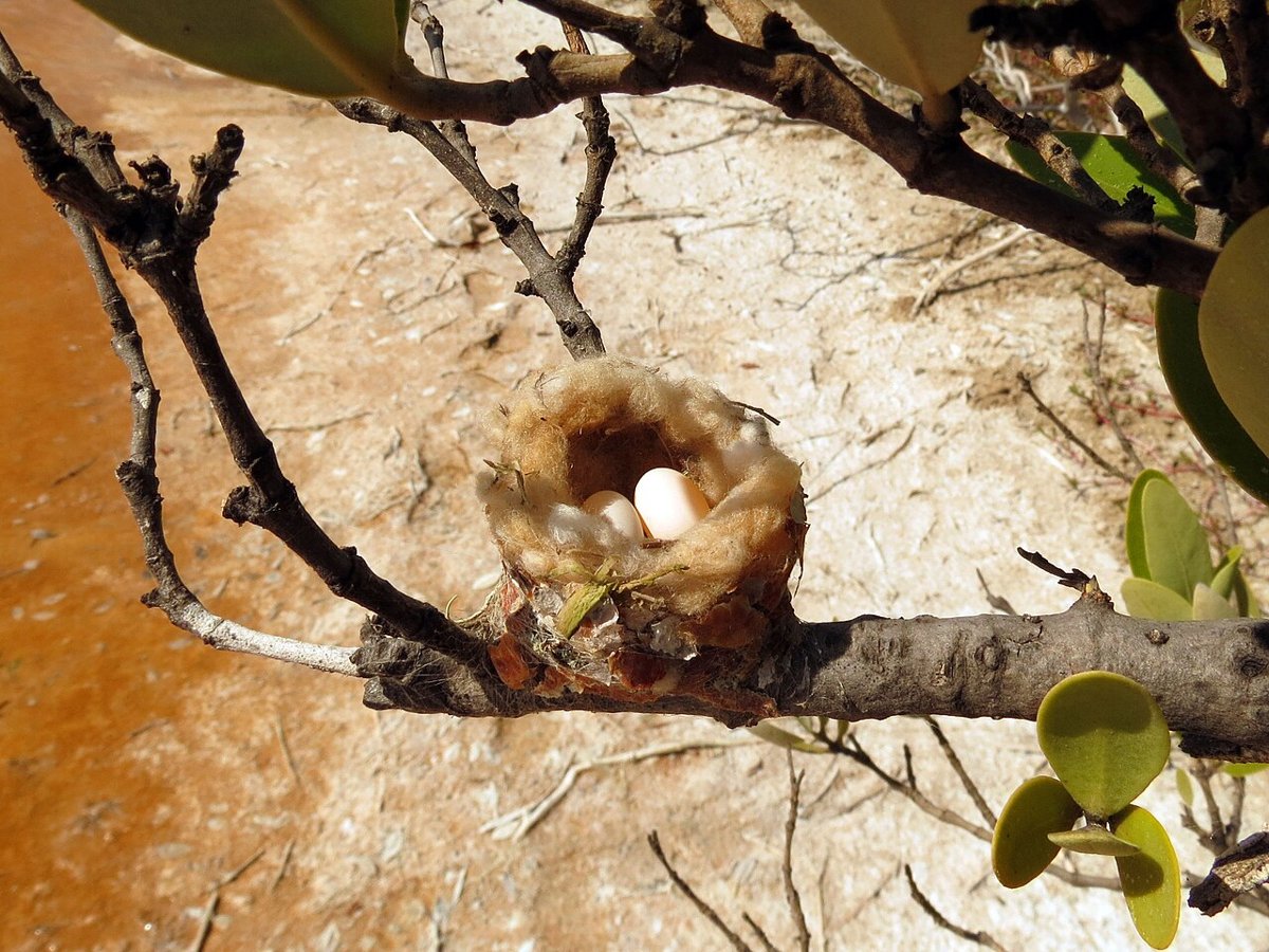 Kolibrirede med æg, Yucatán, Mexico. Kolibriæg vejer omkring et halvt gram – blandt de mindste fugleæg (Stoddard, Current Biology 2022). Foto: Katja Schulz, CC BY 2.0