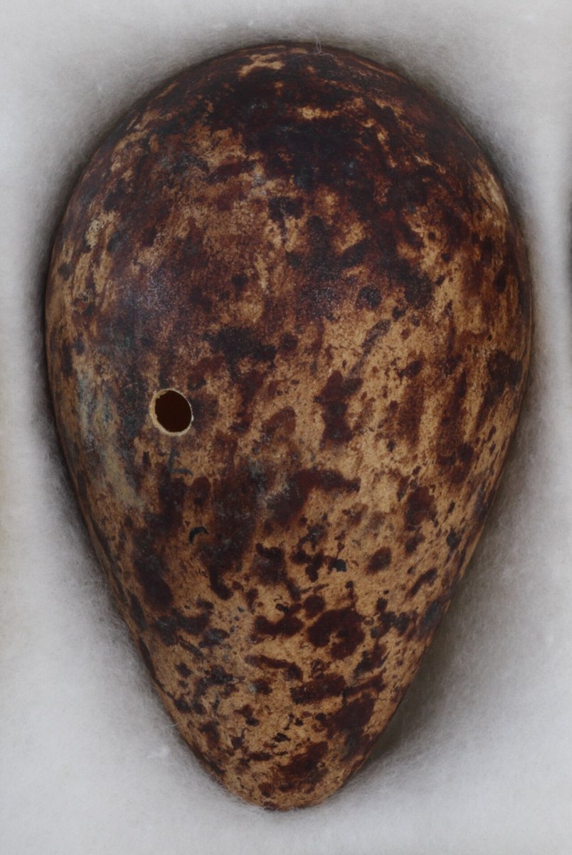 Lomvieæg, Natural History Museum, London. Det spidse, pæreformede æg ligger mere stabilt på de skrå klippehylder, hvor lomvierne yngler tæt – det viste forsøg med æg på skråninger (Birkhead m.fl., The Auk 2018). Foto: Natural History Museum, London, CC0