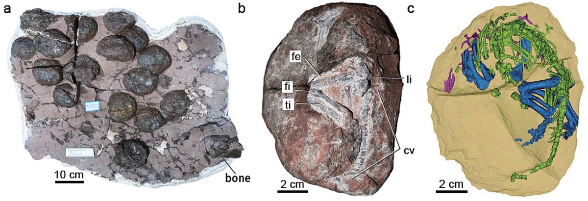 Læderagtige æg af Qianlong shouhu, tidlig jura – de ældst kendte bløde dinosauræg (Han m.fl., National Science Review 2023). Foto: F. Han m.fl., CC BY 4.0