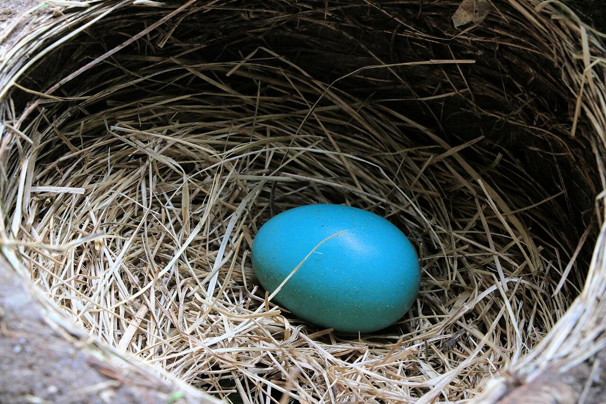 Æg af vandredrossel (amerikansk „robin“). Den blå farve kommer fra pigmentet biliverdin (Audubon). Blå æg er ikke godt camouflerede, og hvorfor de er blå, diskuteres stadig; én hypotese er, at farven viser hunnens sundhed, men den har kun fået blandet støtte (Stoddard, Current Biology 2022). Foto: ImagePerson, CC BY 4.0