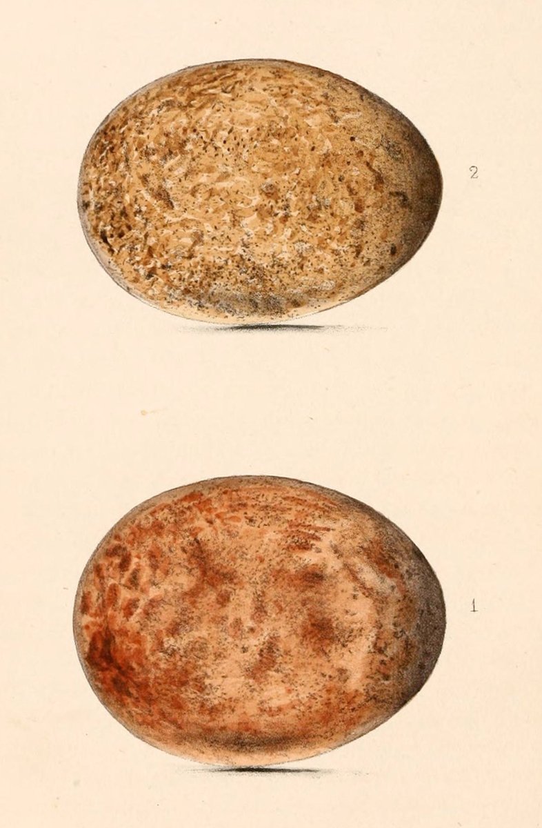 Slagfalkeæg, håndkoloreret tavle fra 1864. Den rødbrune farve kommer fra protoporfyrin; forskere har brugt vandrefalkens brune æg som eksempel på næsten rent protoporfyrin (Audubon). Illustration: W.C. Hewitson, public domain