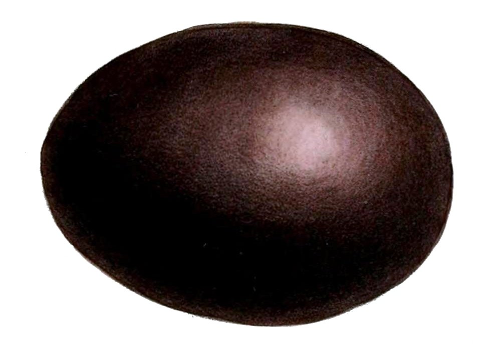 Æg af rødvinget tinamu, illustration. Tinamuer yngler på jorden, men lægger alligevel blanke, stærkt farvede æg. Hos stor tinamu tyder forskning på, at farven er et signal til andre hunner, der lægger i samme rede (Cornell Lab of Ornithology). Illustration: John Jennens, public domain
