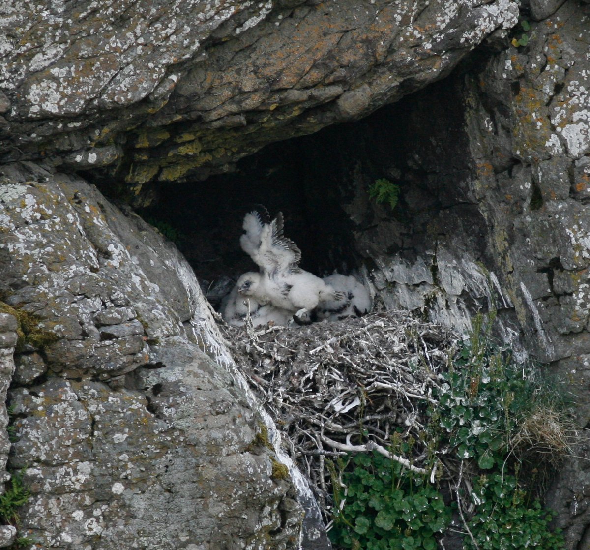 Jagtfalkeunger i en rede under et klippeudhæng på Island. Foto: Frank Wenzel