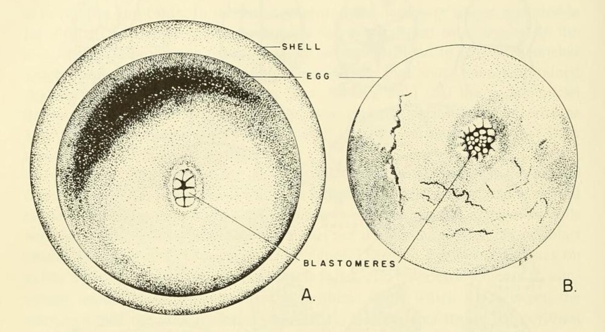 Æg af næbdyr (A) og myrepindsvin (B) i tidlig udvikling – tegning efter Flynn og Hill (1939). Kloakdyrene er de eneste nulevende pattedyr, der stadig lægger æg (OpenStax Biology 2e; UCMP Berkeley). Tegning: Olin E. Nelsen / Wikimedia Commons, public domain