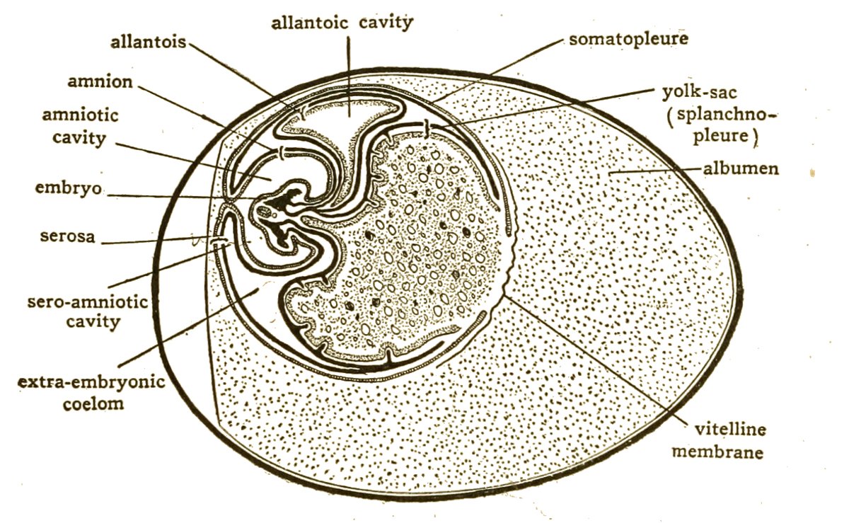 Hønseæg efter ca. fem dages rugning, set i snit (lærebogsdiagram). Påskrifterne på dansk: embryo = foster; amnion og amniotic cavity = amnion og amnionhulen, fostrets væskefyldte „dam“, der beskytter mod stød og udtørring; yolk-sac = blommesækken, der fører næring fra blommen til fostret; allantois og allantoic cavity = allantois, der opsamler affaldsstoffer og hjælper med åndingen; serosa = chorion/serosa, hinden ind mod skallen, hvor ilt og kuldioxid udveksles; albumen = æggehvide med vand og protein; vitelline membrane = blommehinden; extra-embryonic coelom og sero-amniotic cavity = hulrum mellem hinderne; somatopleure/splanchnopleure = de vævslag, hinderne dannes af. Hindernes funktion: OpenStax Biology 2e. Diagram: H.V. Neal og H.W. Rand / Wikimedia Commons, public domain