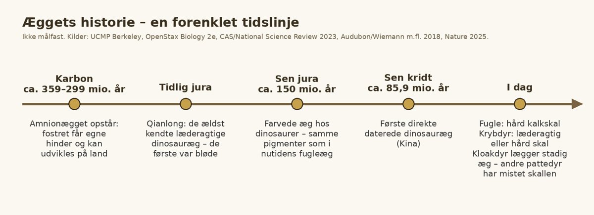 Forenklet tidslinje over æggets historie – tegnet til denne artikel ud fra kilderne nedenfor. Tidsaksen er ikke målfast.