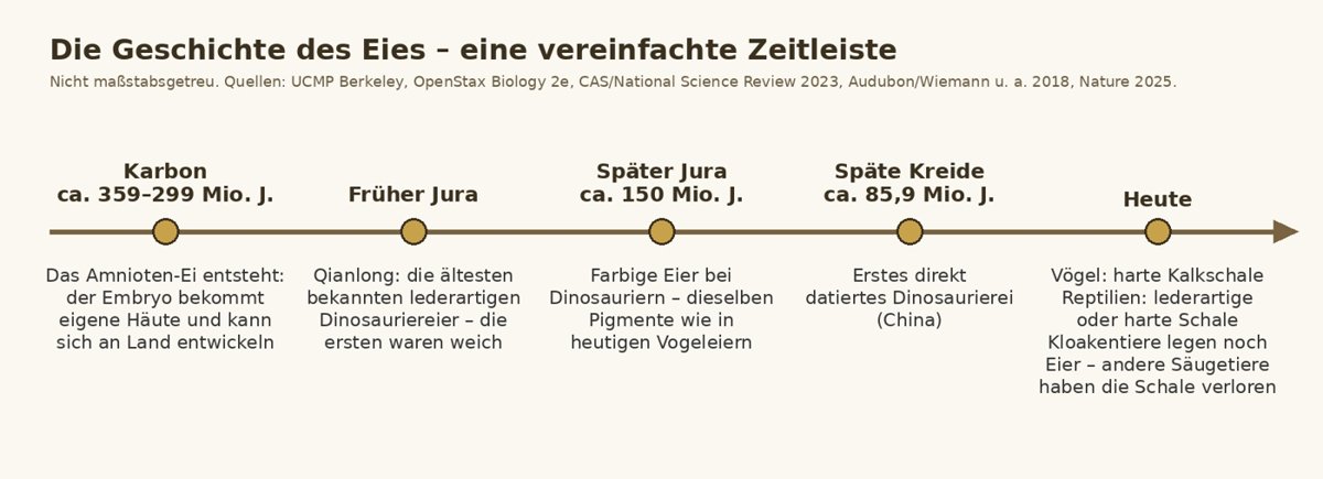 Vereinfachte Zeitleiste der Geschichte des Eies – für diesen Artikel nach den unten genannten Quellen gezeichnet. Die Zeitachse ist nicht maßstabsgetreu.