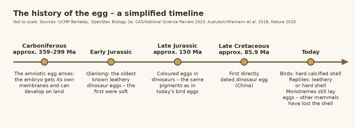 A simplified timeline of the history of the egg – drawn for this article from the sources below. The time axis is not to scale.
