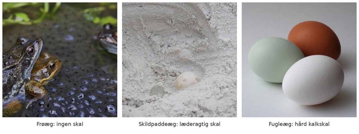 Tre trin i æggets historie. Venstre: frøæg uden skal – de skal ligge i vand. Midten: havskildpaddeæg med blød, læderagtig skal, gravet ned i fugtigt sand. Højre: hønseæg med hård kalkskal (OpenStax Biology 2e). Fotos: Thomas Brown (CC BY 2.0); Jennifer Strickland, USFWS (public domain); Gmoose1 (public domain) – alle via Wikimedia Commons
