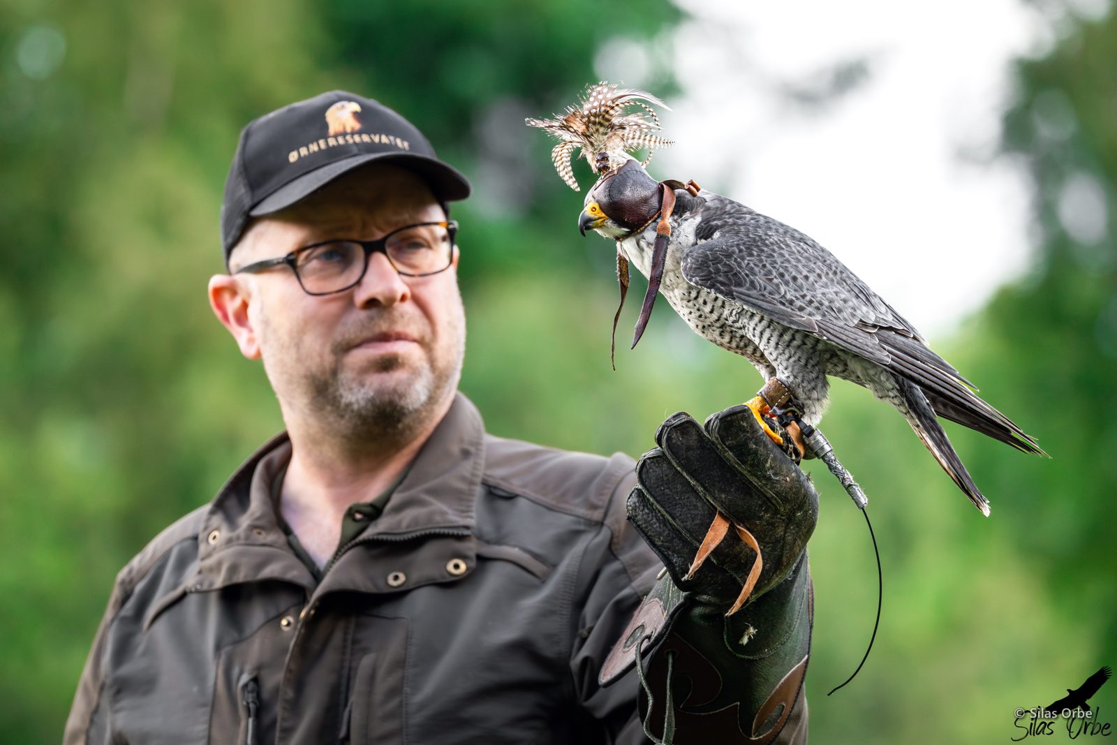 Falkoner Peter Frank Wenzel med hætteklædt vandrefalk på handsken