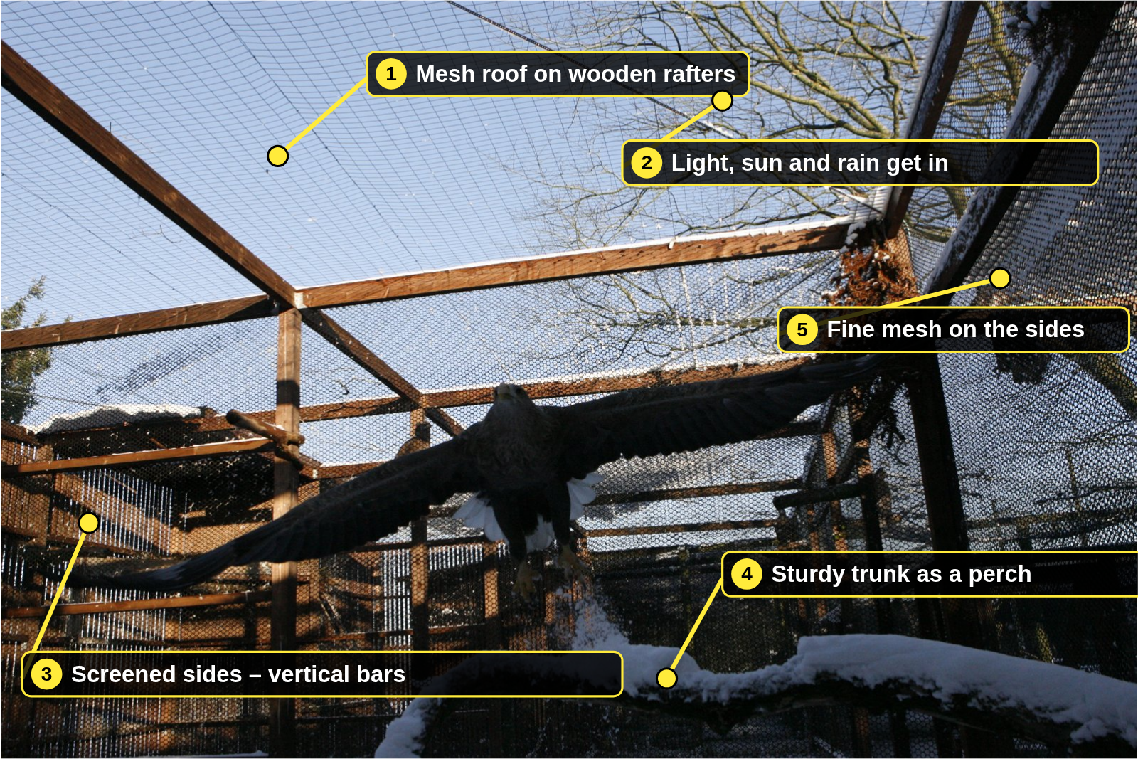 White-tailed eagle flying in a large aviary with a mesh roof on wooden rafters, screened sides and a sturdy trunk